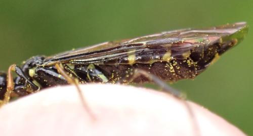 Trachelus troglodyta